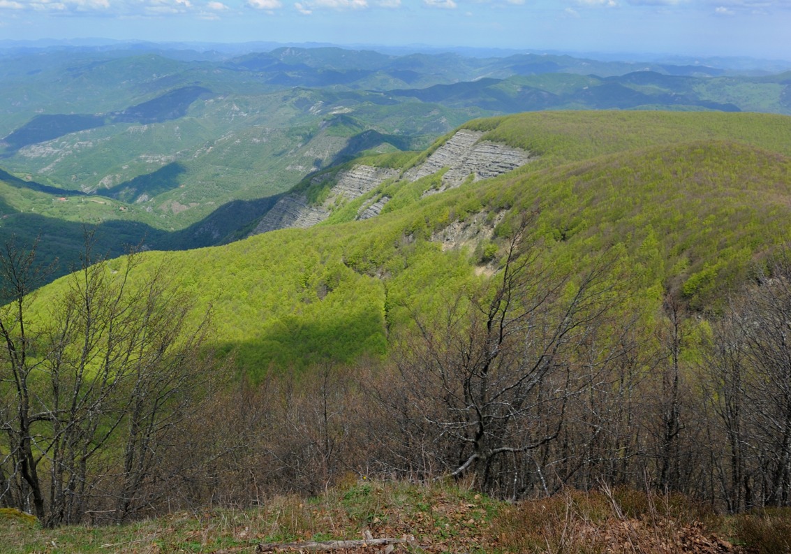 Immagine Ecosistemi forestali, bando da 11,6 milioni per attività di prevenzione danni e incendi 